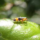 Image of Callimus (Lampropterus) cyanipennis (Le Conte 1873)