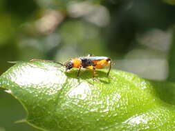 Sivun Callimus (Lampropterus) cyanipennis (Le Conte 1873) kuva