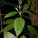 Image of Ruellia ochroleuca Mart. ex Nees