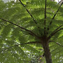 Imagem de Cyathea caracasana (Kl.) Domin