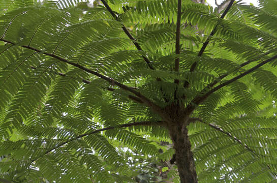 Image de Cyathea caracasana (Kl.) Domin