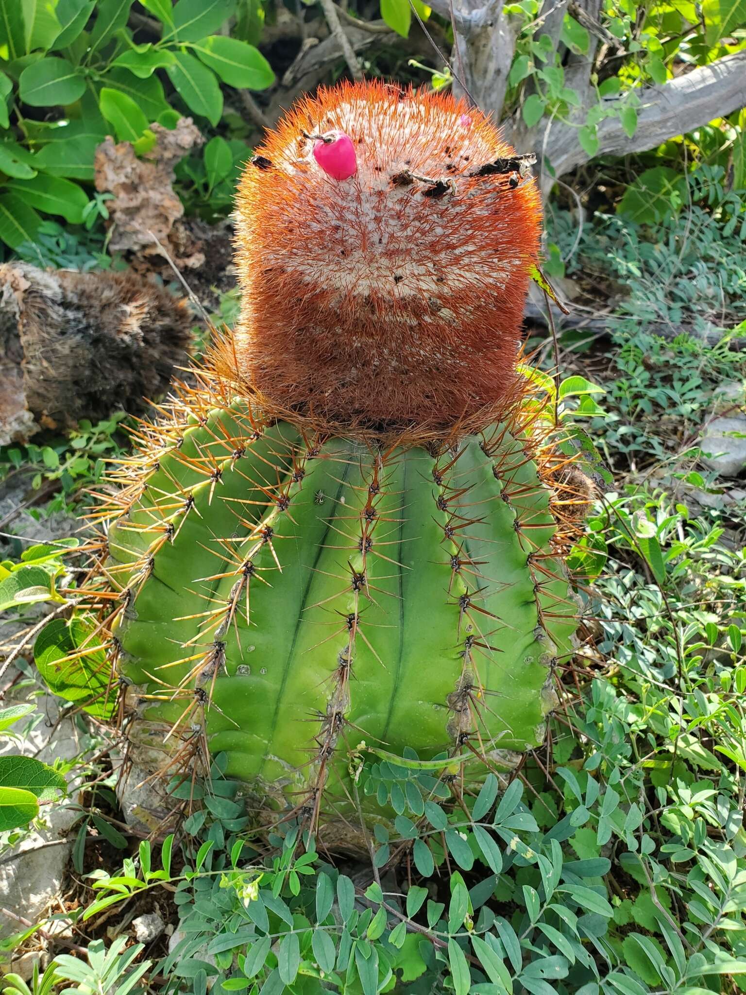 Image of Barrel Cactus