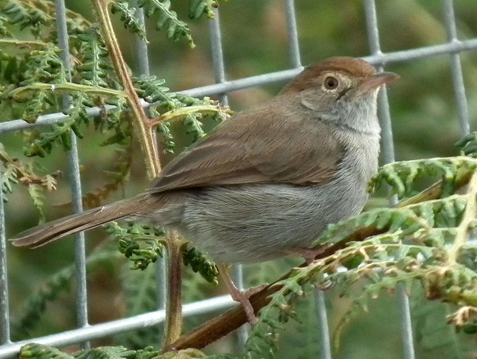 Sivun Cisticola fulvicapilla fulvicapilla (Vieillot 1817) kuva