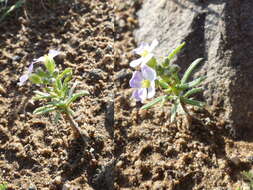 Dontostemon integrifolius (L.) Ledeb.的圖片