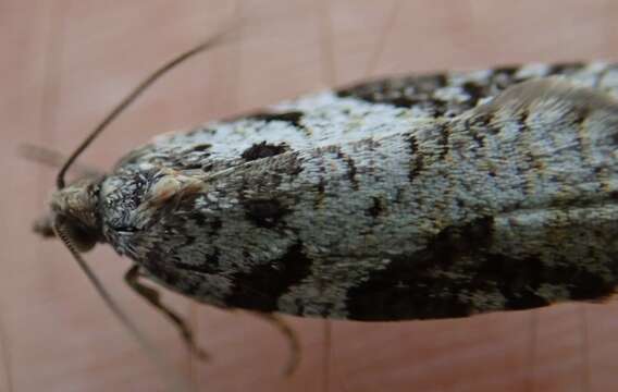 Image of Western Blackheaded Budworm