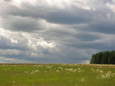 Image of prairie fleabane