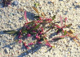 Слика од Persicaria maculosa subsp. maculosa