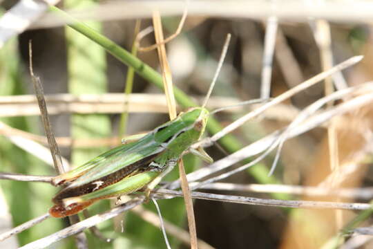 Stenobothrus lineatus (Panzer 1796)的圖片