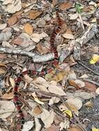 Image of Black-banded Coral Snake