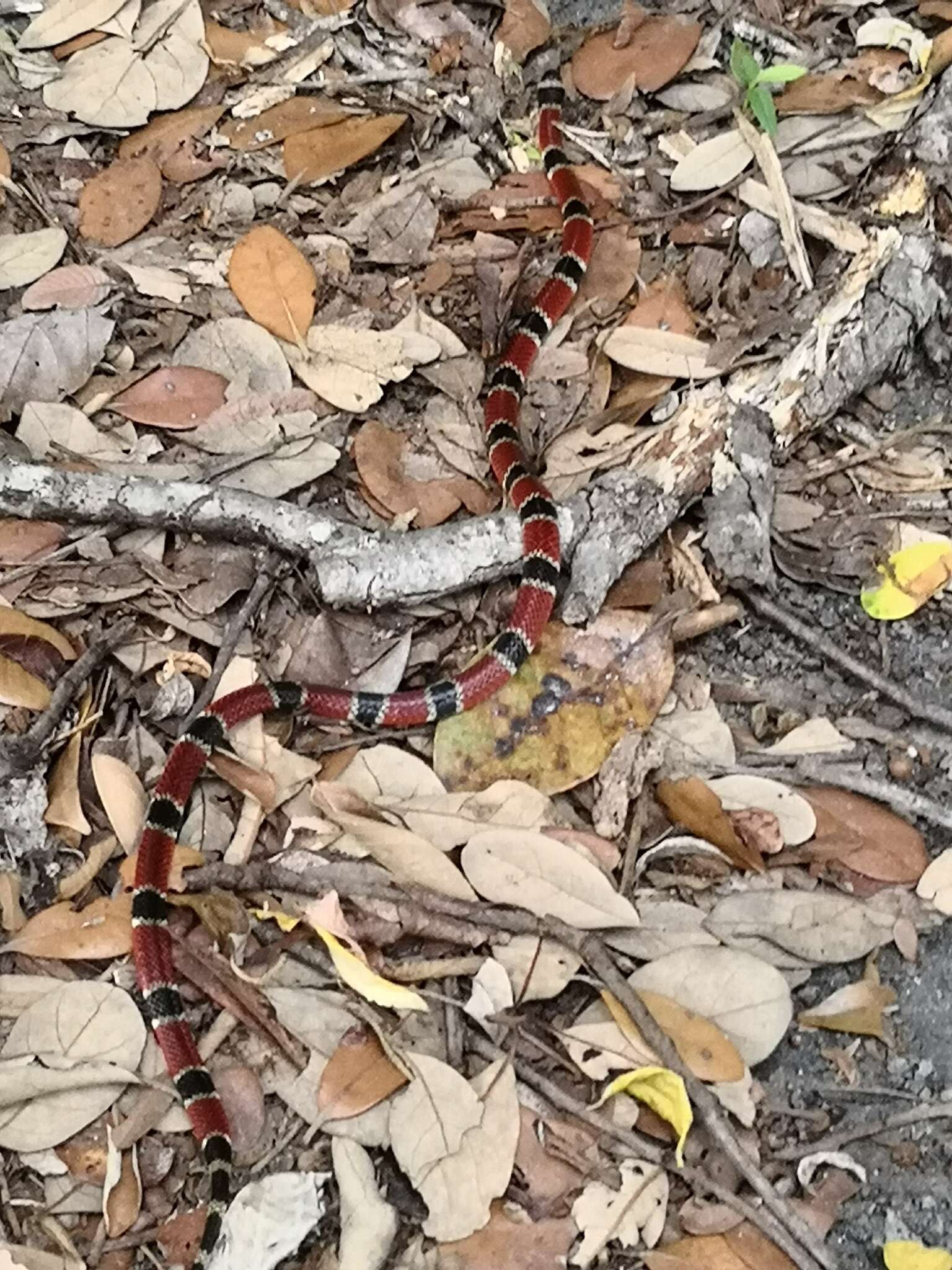 Image of Black-banded Coral Snake