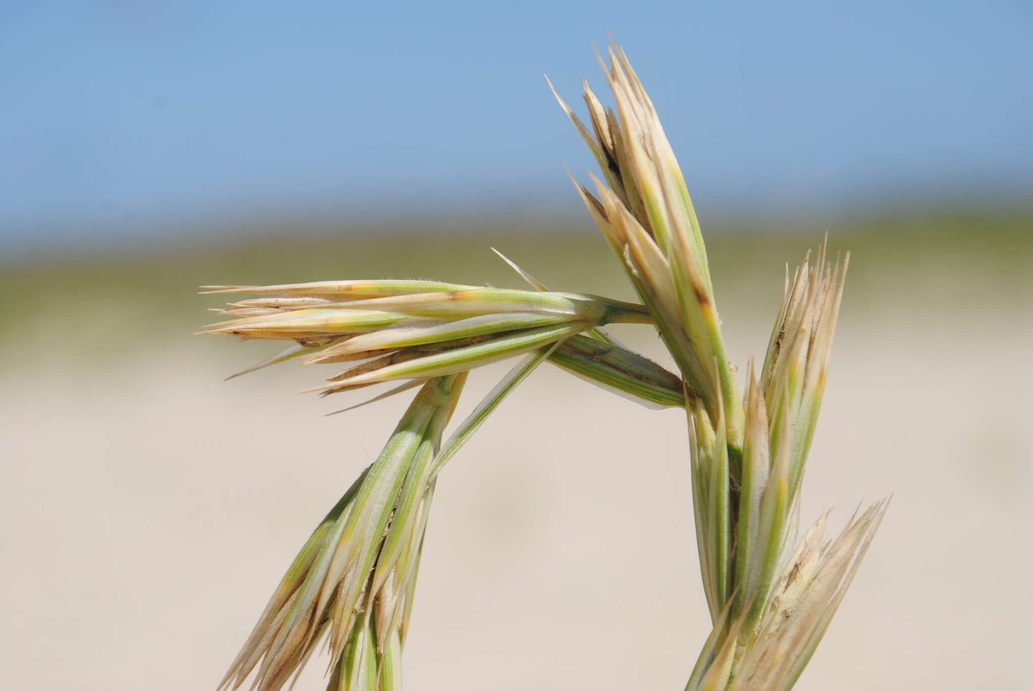 Image of lyme-grass