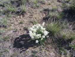 Image of white locoweed