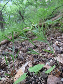 Image of Lathyrus digitatus (M. Bieb.) Fiori