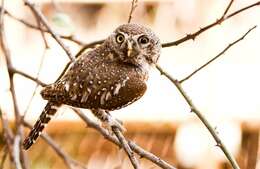 Image of Pearl-spotted Owlet