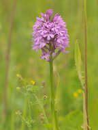 Image of Anacamptis pyramidalis var. pyramidalis