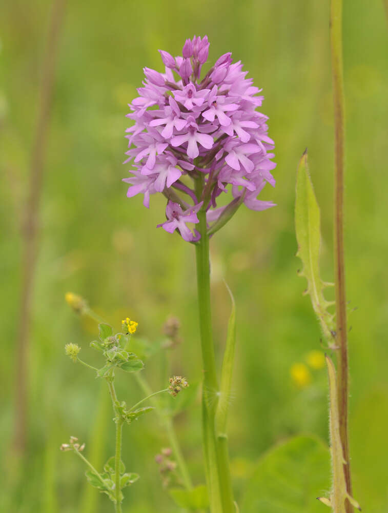 Image of Anacamptis pyramidalis var. pyramidalis