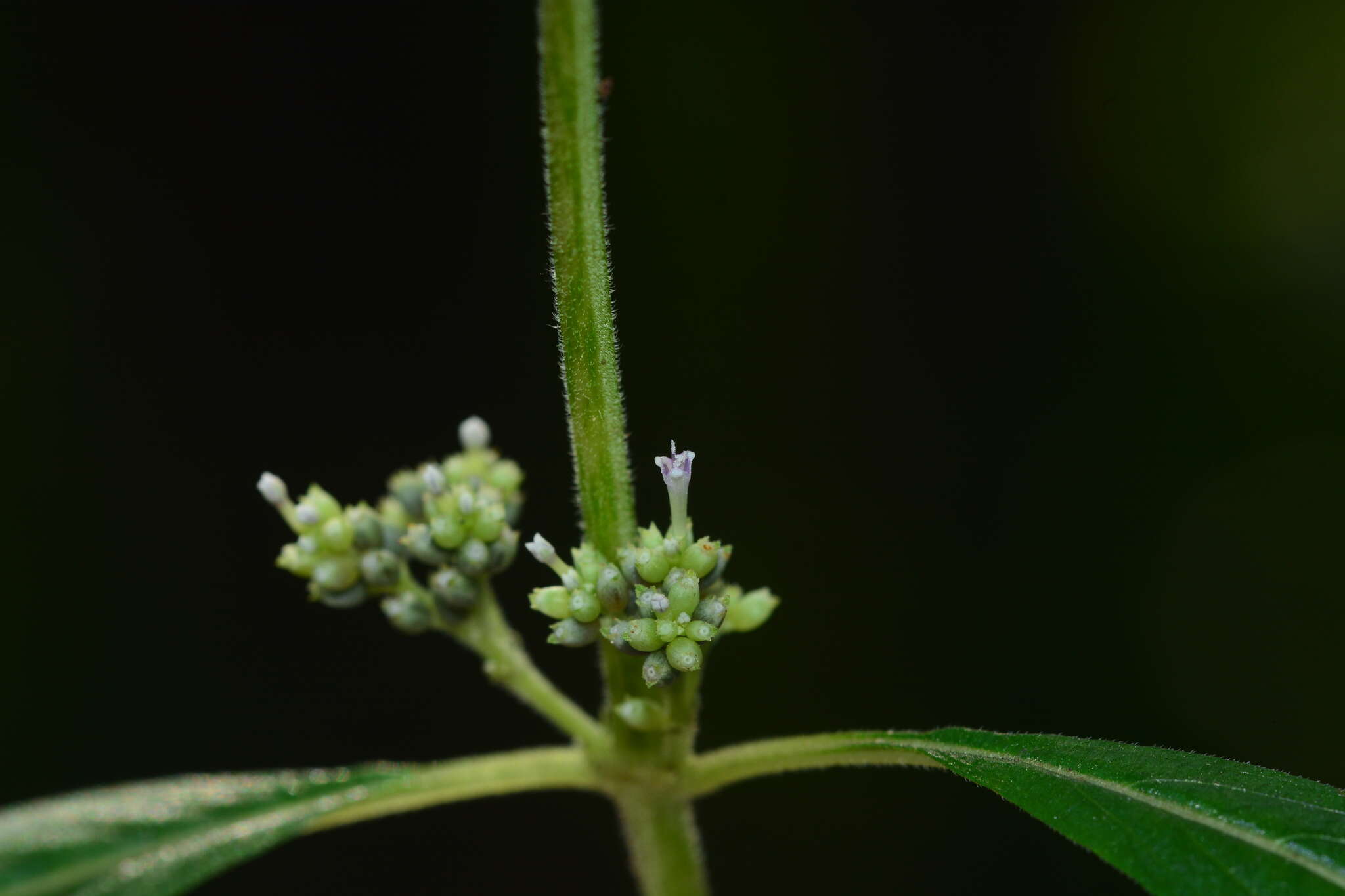 Plancia ëd Knoxia sumatrensis (Retz.) DC.