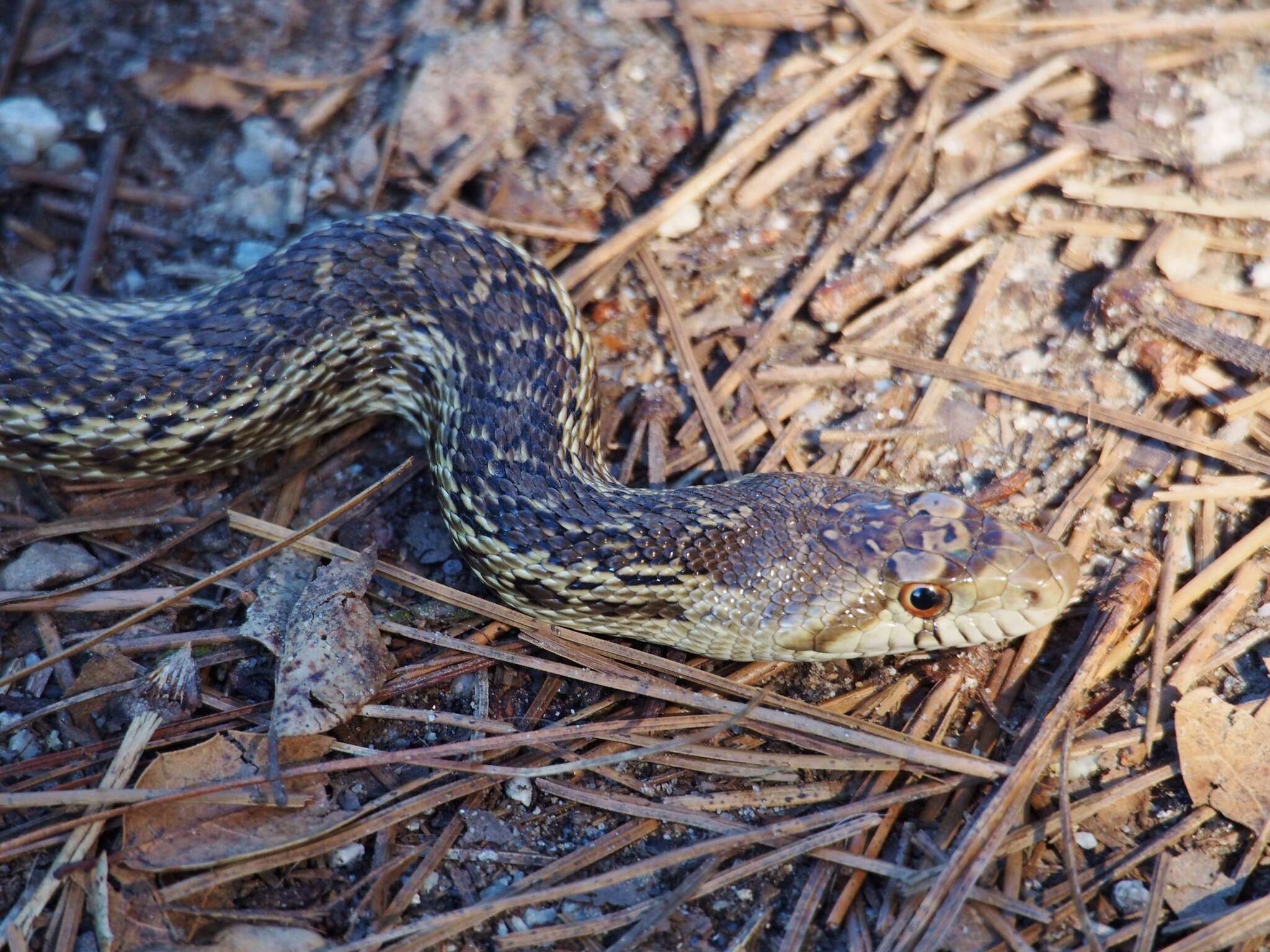 Pituophis catenifer catenifer (Blainville 1835)的圖片