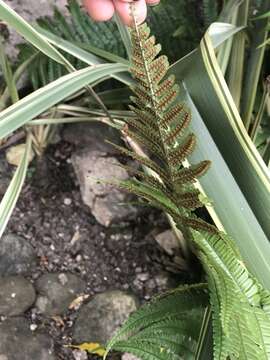 Image of alpine woodfern