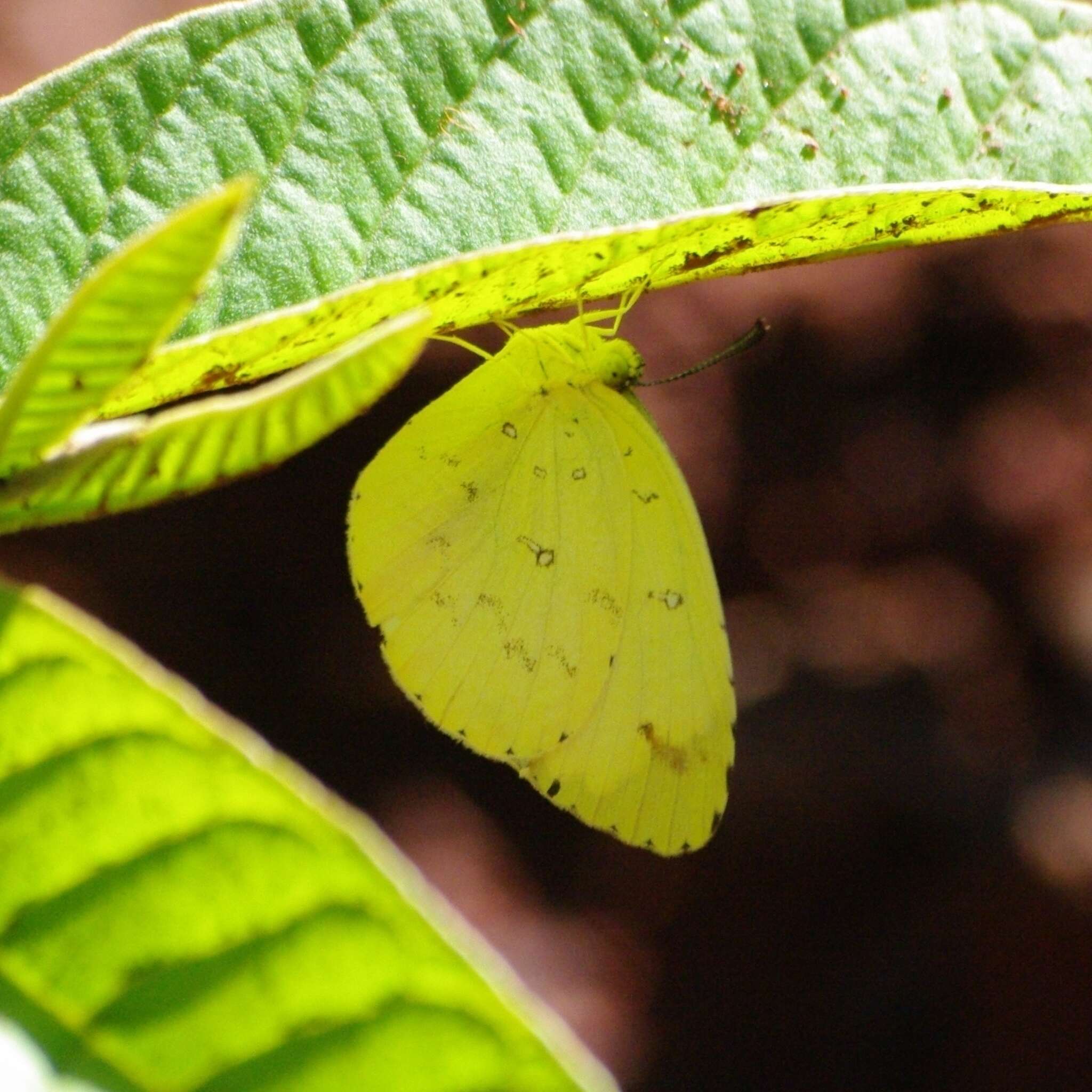 Слика од <i>Eurema <i>floricola</i></i> floricola