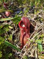 Image of Nepenthes bokorensis Mey