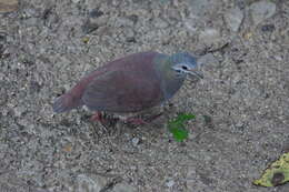 Image of Buff-fronted Quail-Dove