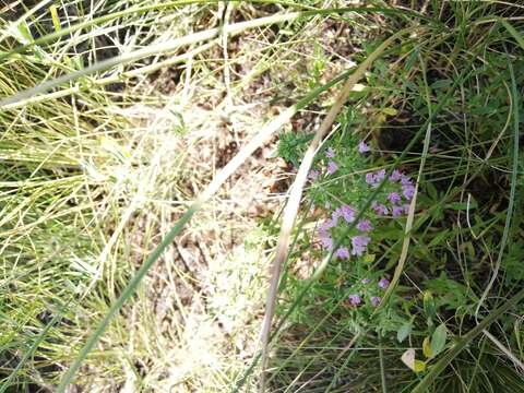 Image of Thymus kirgisorum Dubj.