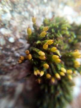 Image of orthotrichum moss