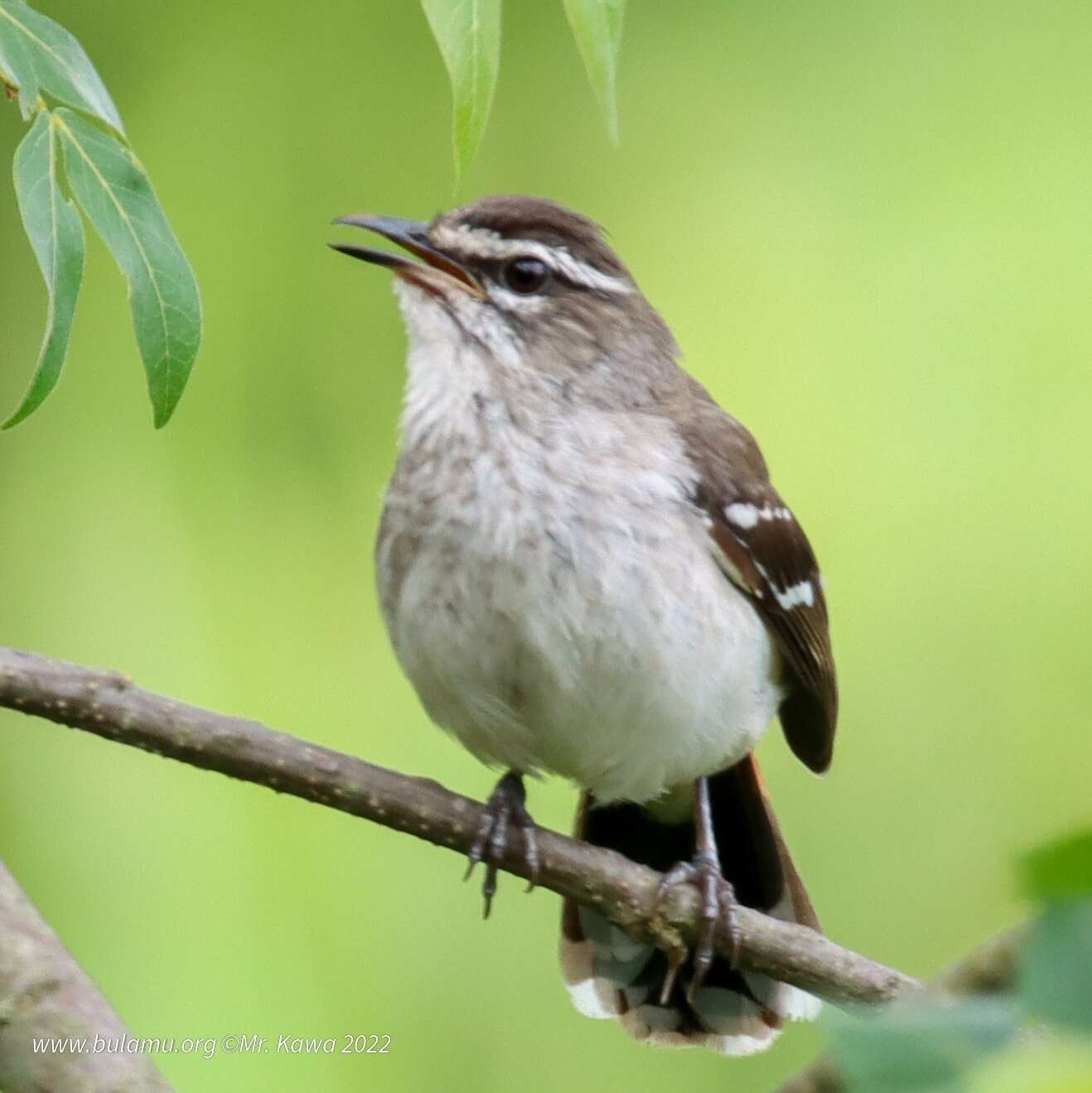 Image of Brown-backed Scrub Robin