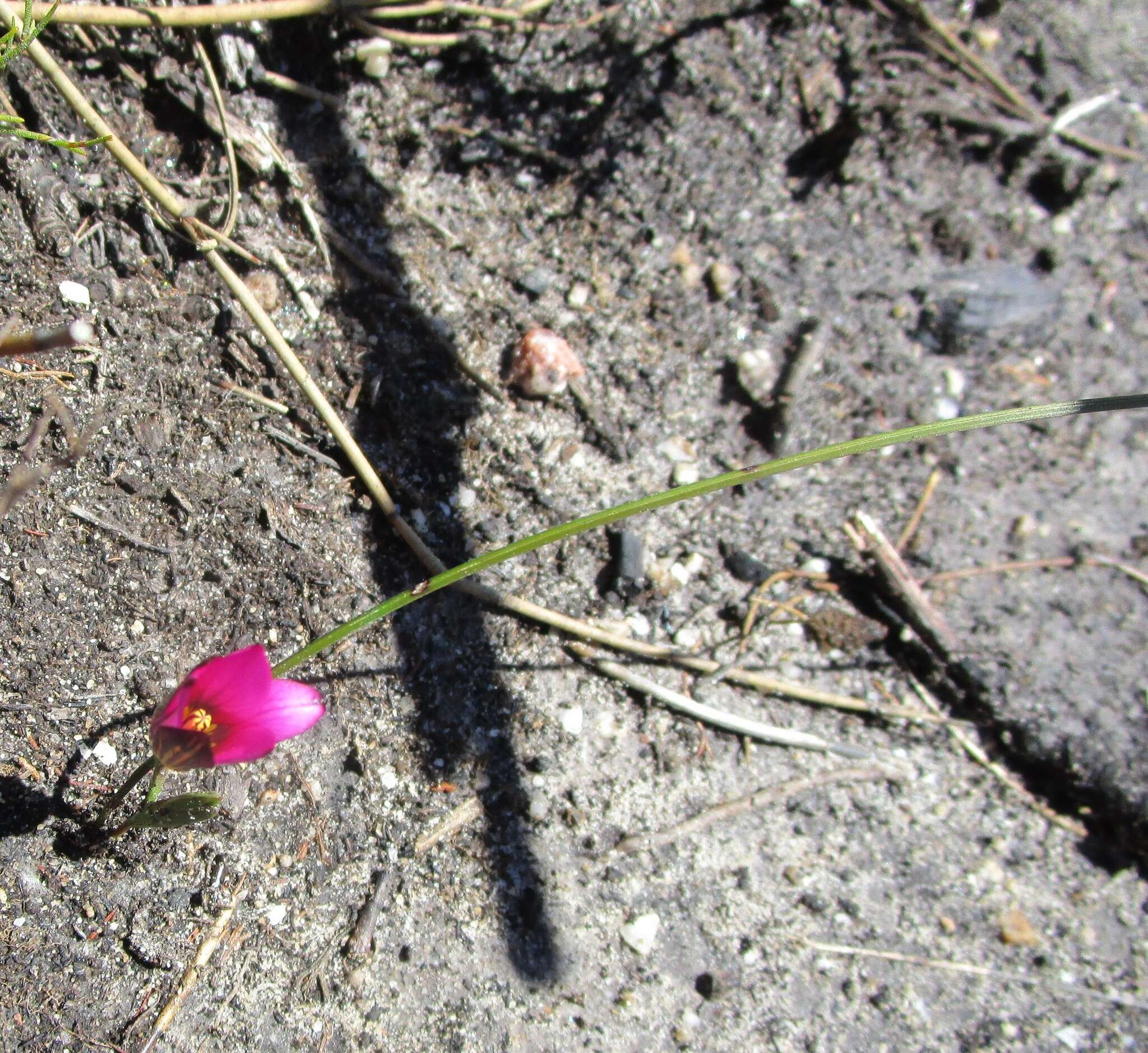 Image of rosy sandcrocus