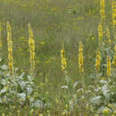 Image de Verbascum longifolium Ten.