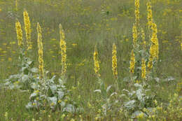 Image de Verbascum longifolium Ten.