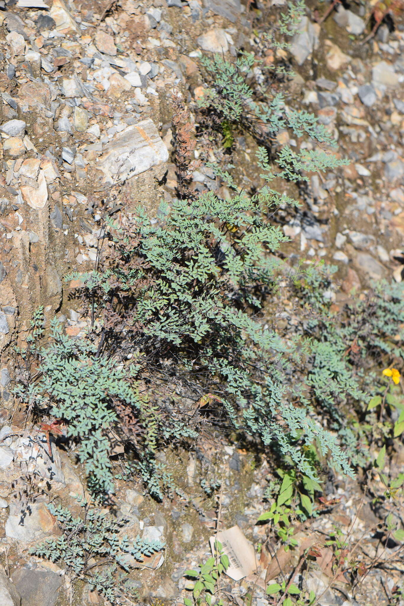 Imagem de Argyrochosma formosa (Liebm.) Windham