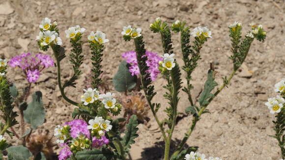 Image of shortlobe phacelia