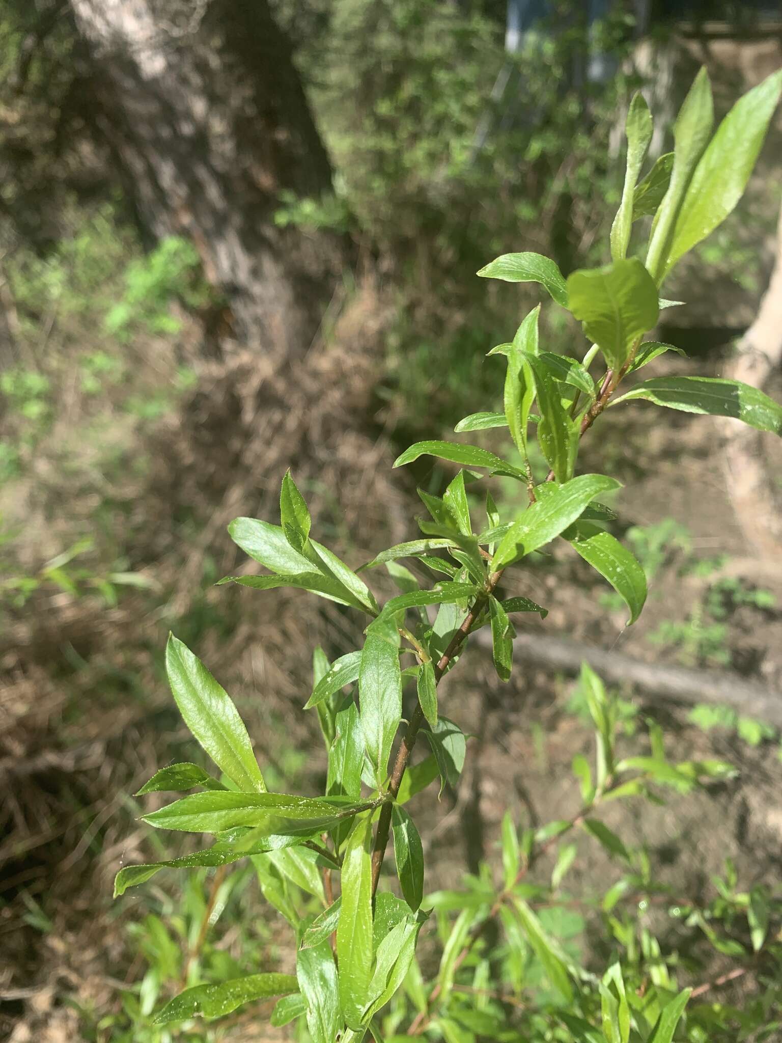 Слика од Salix arbusculoides Anderss.