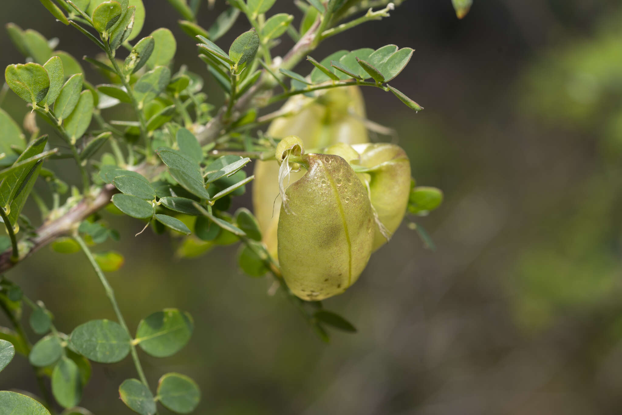 Слика од Colutea insularis