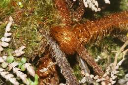 Image of Forest Plume Fern