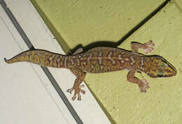 Image of Southern Spotted Velvet Gecko