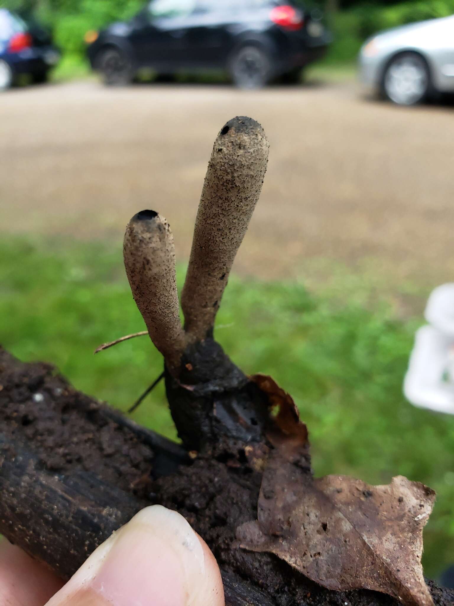 Image of Xylaria longipes Nitschke 1867