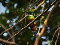 Image of Green-tailed Jacamar