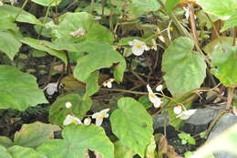 Image of Begonia bouffordii C. I Peng