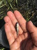 Image of Striped Killifish