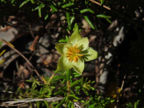 Image of Hibbertia vestita A. Cunn. ex Benth.