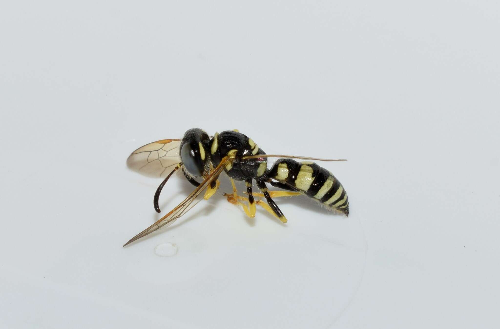 Image of Philanthus venustus (Rossi 1790)