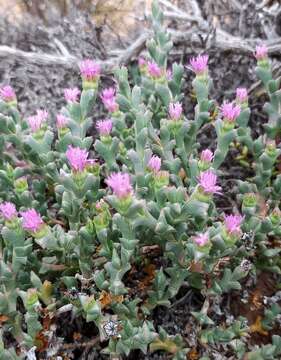 Ruschia approximata (L. Bol.) Schwant. resmi