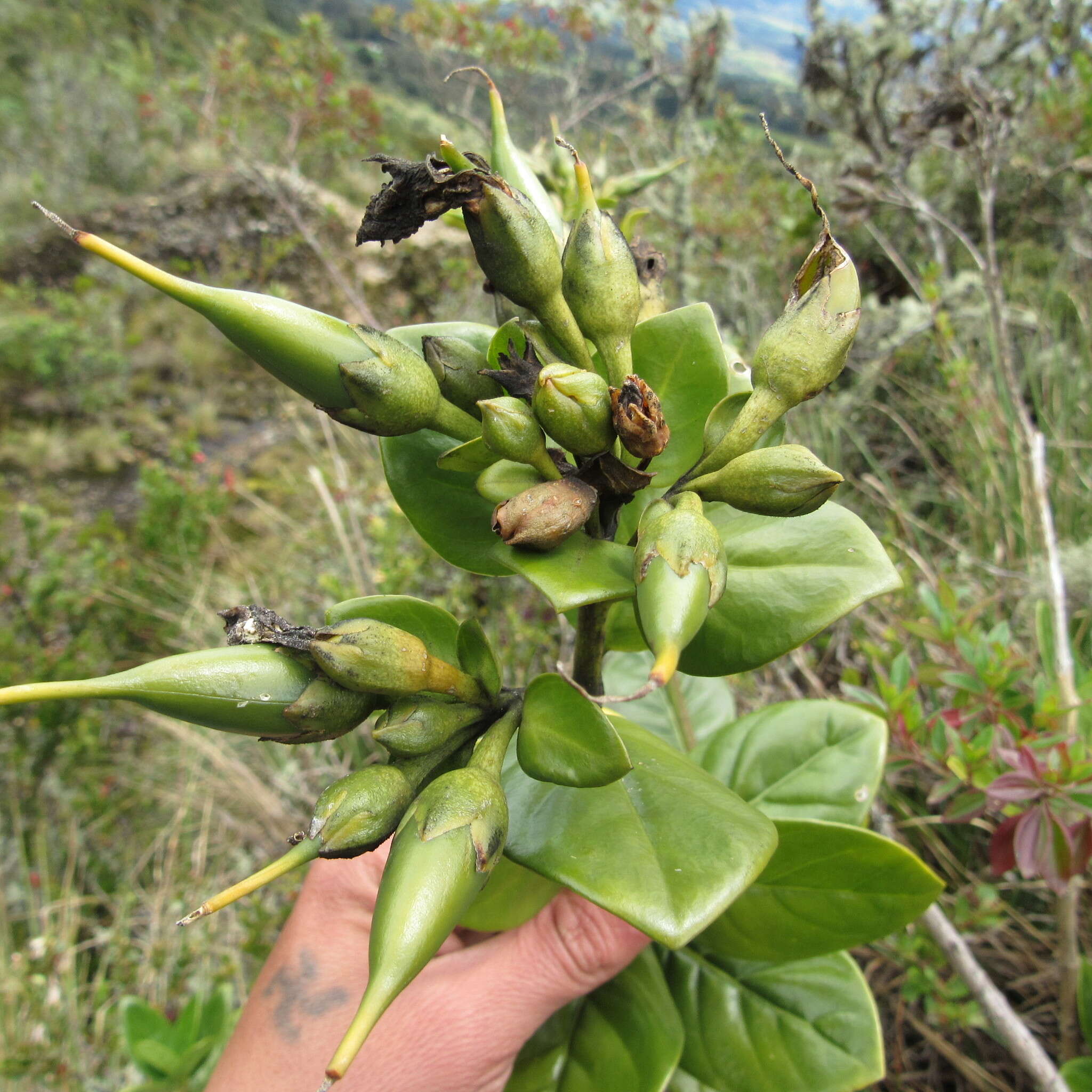 Image of Macrocarpaea glabra (L. fil.) Gilg