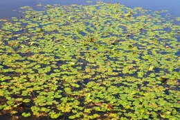 Image of Nymphoides thunbergiana (Griseb.) Kuntze