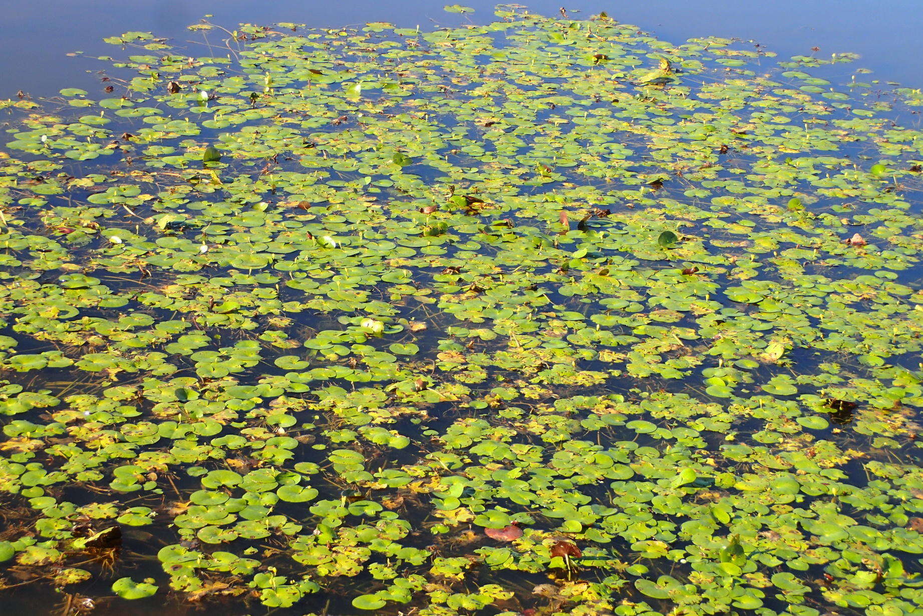 Image of Nymphoides thunbergiana (Griseb.) Kuntze