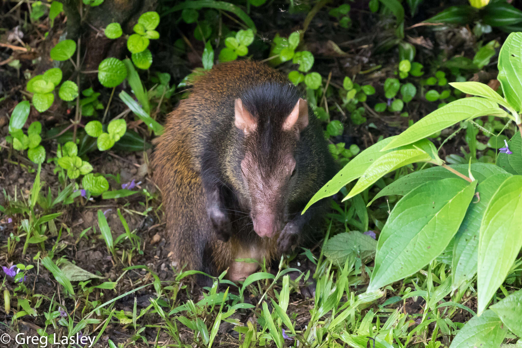 Image of Brazilian Agouti