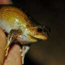 Image of Antsouhy Tomato Frog